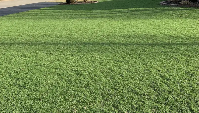 Freshly hydroseeded lawn with even green coverage by Chop Chop Landscaping in Cincinnati, OH