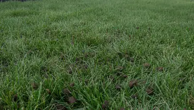 Post-aeration lawn recovery with healthy green turf in Cincinnati, OH by Chop Chop Landscaping