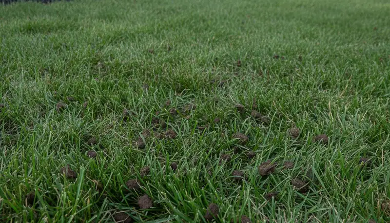 Post-aeration lawn recovery with healthy green turf in Cincinnati, OH by Chop Chop Landscaping