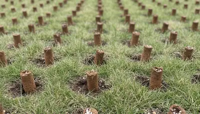 Close-up of soil core plugs from lawn aeration showing depth and coverage on Cincinnati, OH turf